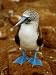 Blue-Footed Booby in a Rookery National Geographic Collection Photographic Poster Print by James P. Blair, 30x40