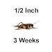 500ct Live Crickets, 1/2 inch-3 Week Old, 4 Cents Each (Free Shipping)