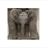 Big Ears (Baby Elephant) Art Poster Print - 16