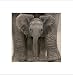 Big Ears (Baby Elephant) Art Poster Print - 16" X 20"