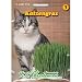 Katzengras Saatmischung