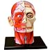 4D: Human Head Anatomy Model