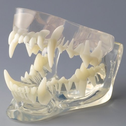 ear Canine Jaw Model 型号清除犬颚狗的牙齿模
