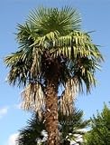 Eigenschaften tropical.garden  / Hanfpalme - Trachycarpus fortunei 5K