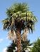 Hanfpalme - Trachycarpus fortunei 5K