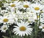 DAISY SHASTA Chrysanthemum Maximum --- 2,500 Flower Seeds