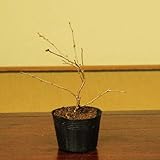 苗：富士桜(みどり)