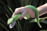 Uncle Milton Nat Geo Wild Curl and Coil Snake Light
