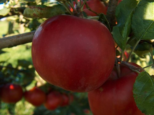 McIntosh Dwarf Apple Tree-healthy Fruit Trees - Red Apple - 2-4 ft. -1 Each Plus Bonus
