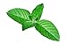 Peppermint Kissable Massage Oil 8 Fl. Oz. Pump with Pure Peppermint Essential Oil in All Natural Plant Oils