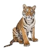 Portrait of Bengal Tiger, 1 Year Old, Sitting, Studio Shot, Pant - 36