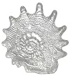 Clear Glass Conch Shell Small Dish 8.5" D Set of Two