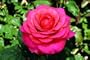 Lady Bird (Rosa Hybrid Tea) - Bare Root Rose