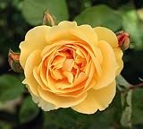 Eigenschaften Agel Rosen  / Englische Rose 