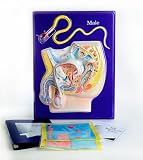 Male Reproductive System Model Activity Set for Grades 5-12