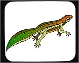 Decorated Mouse Pad with green, salamander, orange, amphibian, tail