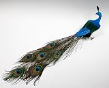 22" Artificial Peacock with Real Peacock Feather Tail