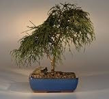 Green Thread Leaf Cypress Bonsai Tree.(chamaecyparis pisifera 