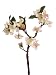 Faux 14 Apple Blossom Spray Cream Coral (Pack of 12)