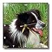 Dogs Border Collie - Border Collie - Wall Clocks