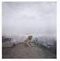 Dog Days Bogota