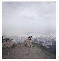 Dog Days Bogota