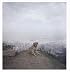 Dog Days Bogota