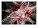 Histological Botany: Splinted Clover Flower, from the Leguminosae Family Photographic...