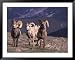 Bighorn Sheep, Rocky Mountain National Park, Colorado, USA Framed Art Poster Print by Cindy Miller Hopkins, 49x39