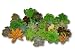 Fat Plants San Diego Gorgeous All Rosette Succulent Cuttings (25)
