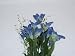 Tigerlily Bush-Blue