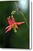 Wild Columbine Wildflower Canvas Print / Canvas Art - Artist Randall Ingalls