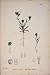 Narrow Leaved Hare'S Ear Flower Plant Antique Print