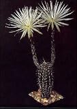 Eigenschaften Tropica  / Tropica Südamerikanischer Seeigelkaktus (Echinopsis mirabilis) - 40 Samen