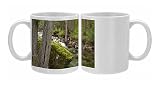 Mission Creek near Photo Mugs