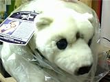  : Premiere Collection Stars in the Wild Polar Bear Adopted by Christina Aguilera