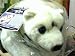 Search : Premiere Collection Stars in the Wild Polar Bear Adopted by Christina Aguilera
