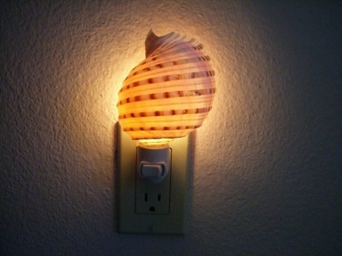 Brown Spotted Banded Tun Sea Shell Nautical Beach Decor Nightlight