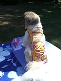Joybies Sunshine Yellow Aloha Piddle Pants(tm) for XXX Large Female Dog (Measuring 30-32 From Collar to Base of Tail)