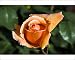 Photographic Prints of Hybrid tea rose (Rosa Just Joey) from Science Photo Library