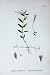 Botany Plants C1902 Greater Alpine Willow-Herb Colour