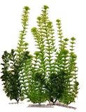 Water Wonders Plant Multi-pack 2