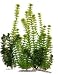 Water Wonders Plant Multi-pack 2
