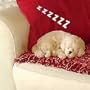 Life Like Puppies