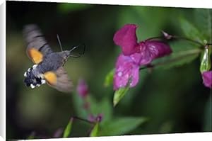 Hummingbird Hawk-moth - feeding on Himalyan balsam blossom Canvas Prints