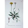 SOWERBY PLANTS c1902 AUTUMNAL HAWK-BIT LEONTODON