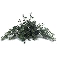 Hanging Kangaroo Foot Plant