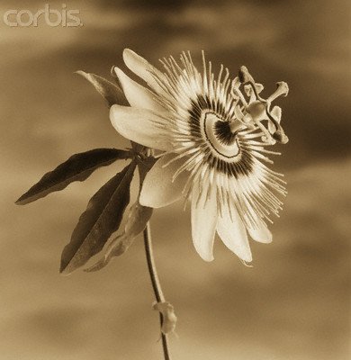 Wallmonkeys Peel and Stick Wall Decals - Passion Flower against the Sky by Tom Marks - Removable Graphic