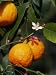 Orange Fruits and Blossom (Citrus Aurantium Sinensis) Photographic Poster Print by Reinhard , 12x16