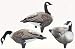 Sporting Goods : Renzo's Canada Goose Decoy - 6 pack